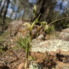 Oligochaetochilus hamatus at Holt, ACT - 10 Oct 2020