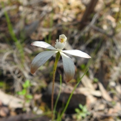 Caladenia ustulata (Brown Caps) at ANBG - 9 Oct 2020 by Liam.m