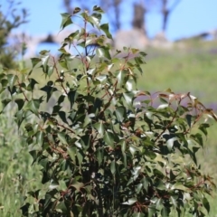 Brachychiton populneus subsp. populneus (Kurrajong) at Cook, ACT - 28 Sep 2020 by AlisonMilton