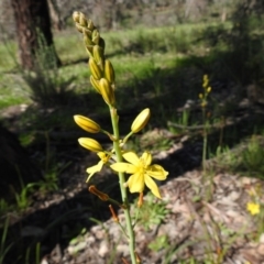 Bulbine bulbosa (Golden Lily, Bulbine Lily) at Majura, ACT - 11 Oct 2020 by Liam.m