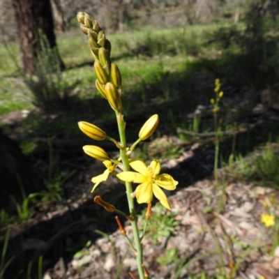 Bulbine bulbosa (Golden Lily) at Majura, ACT - 10 Oct 2020 by Liam.m