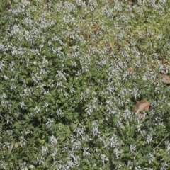 Fumaria capreolata (White Fumitory) at Weetangera, ACT - 27 Sep 2020 by AlisonMilton