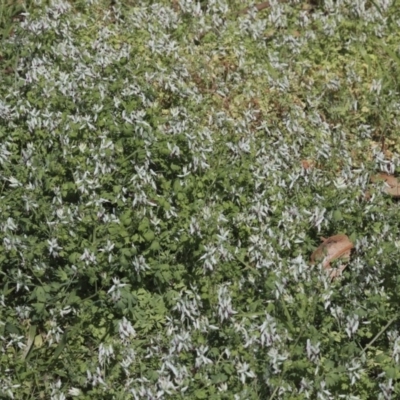 Fumaria capreolata (White Fumitory) at Weetangera, ACT - 28 Sep 2020 by AlisonMilton
