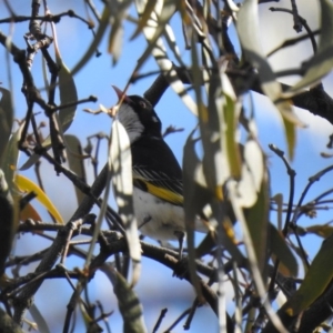 Grantiella picta at Majura, ACT - 11 Oct 2020