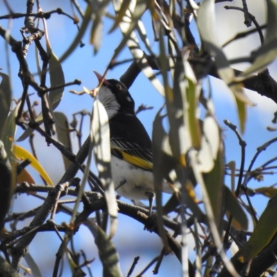 Grantiella picta (Painted Honeyeater) at Mount Ainslie - 11 Oct 2020 by Liam.m