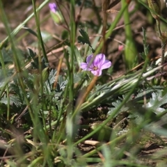 Erodium botrys (Long Storksbill) at Wodonga, VIC - 10 Oct 2020 by KylieWaldon