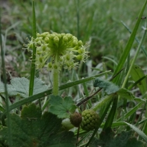 Hydrocotyle laxiflora at Bruce, ACT - 11 Oct 2020 12:05 PM