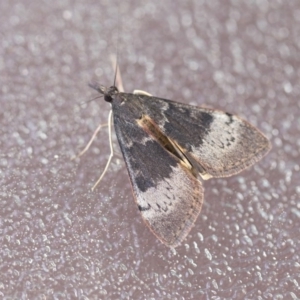 Uresiphita ornithopteralis at Higgins, ACT - 12 Sep 2020