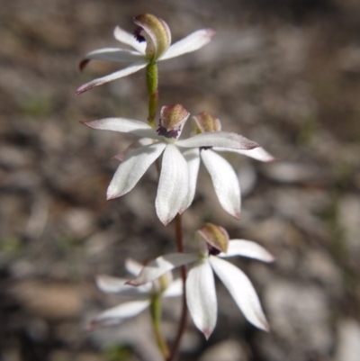 Caladenia cucullata (Lemon Caps) at Point 5815 - 11 Oct 2020 by ClubFED