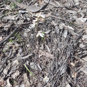 Caladenia cucullata at Point 5815 - suppressed