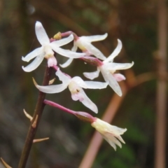 Dipodium roseum (Rosy Hyacinth Orchid) at Mallacoota, VIC - 25 Oct 2017 by Liam.m