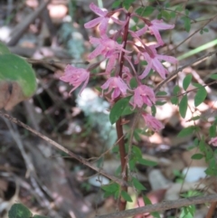 Dipodium roseum (Rosy Hyacinth Orchid) at Mallacoota, VIC - 26 Sep 2017 by Liam.m