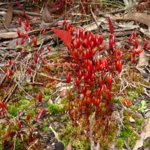 Rosulabryum sp. at Gossan Hill - 11 Oct 2020