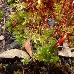 Rosulabryum sp. at Gossan Hill - 11 Oct 2020 12:36 PM