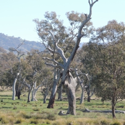 Eucalyptus sp. (dead tree) (Dead Hollow-bearing Eucalypt) at Gordon, ACT - 26 Aug 2020 by MichaelBedingfield