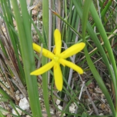 Hypoxis sp. at Mallacoota, VIC - 27 Oct 2017 by Liam.m