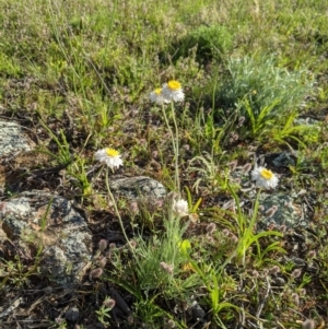 Leucochrysum albicans subsp. tricolor at Holt, ACT - 11 Oct 2020