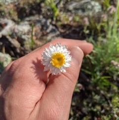 Leucochrysum albicans subsp. tricolor at Holt, ACT - 11 Oct 2020