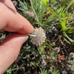 Leucochrysum albicans subsp. tricolor at Holt, ACT - 11 Oct 2020