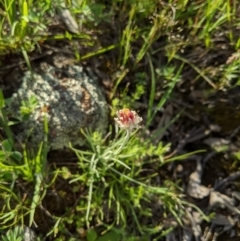 Leucochrysum albicans subsp. tricolor at Holt, ACT - 11 Oct 2020