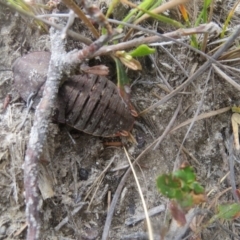 Polyzosteria aenea (Pink-tailed heath cockroach) at Mallacoota, VIC - 27 Sep 2017 by Liam.m