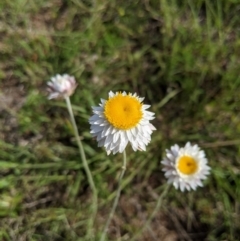 Leucochrysum albicans subsp. tricolor at Holt, ACT - 11 Oct 2020