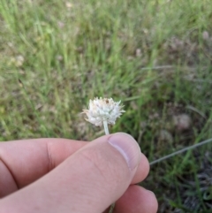 Leucochrysum albicans subsp. tricolor at Holt, ACT - 11 Oct 2020