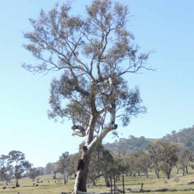 Eucalyptus blakelyi (Blakely's Red Gum) at Gordon, ACT - 26 Aug 2020 by MichaelBedingfield