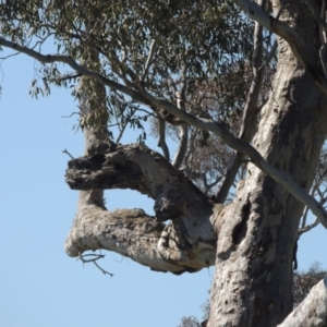 Eucalyptus blakelyi at Banks, ACT - 26 Aug 2020 02:47 PM