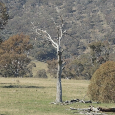 Eucalyptus sp. (dead tree) (Dead Hollow-bearing Eucalypt) at Gordon, ACT - 26 Aug 2020 by MichaelBedingfield