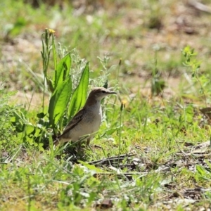 Lalage tricolor at Majura, ACT - 10 Oct 2020