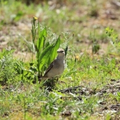 Lalage tricolor at Majura, ACT - 10 Oct 2020