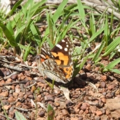 Vanessa kershawi (Australian Painted Lady) at Campbell Park Woodland - 10 Oct 2020 by RodDeb