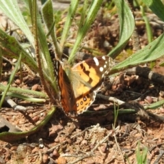 Vanessa kershawi at Majura, ACT - 10 Oct 2020