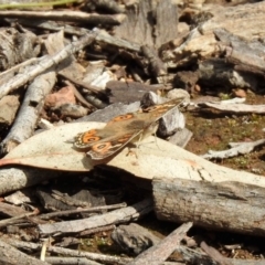 Junonia villida (Meadow Argus) at Mount Ainslie - 10 Oct 2020 by RodDeb