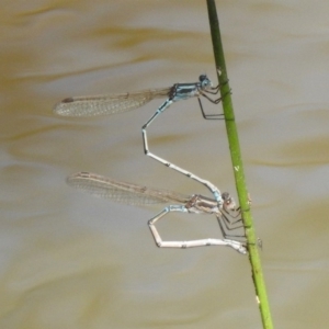 Austrolestes aridus at Majura, ACT - suppressed