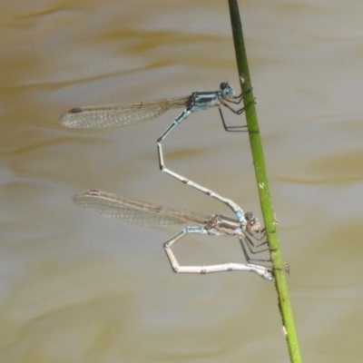 Austrolestes aridus (Inland Ringtail) at Majura, ACT - 10 Oct 2020 by RodDeb