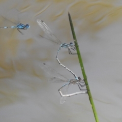 Austrolestes aridus at Majura, ACT - 10 Oct 2020