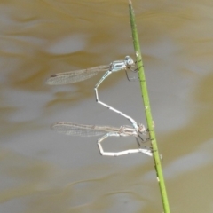 Austrolestes aridus at Majura, ACT - suppressed