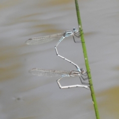 Austrolestes aridus at Majura, ACT - suppressed