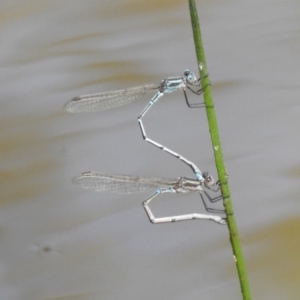 Austrolestes aridus at Majura, ACT - 10 Oct 2020