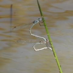 Austrolestes aridus at Majura, ACT - suppressed