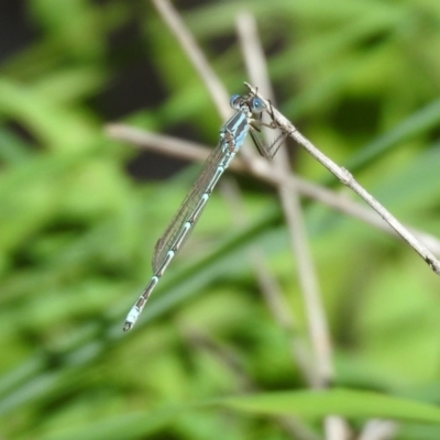 Austrolestes aridus (Inland Ringtail) at Majura, ACT - 10 Oct 2020 by RodDeb