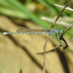 Austrolestes aridus at Majura, ACT - suppressed