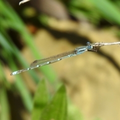 Austrolestes aridus at Majura, ACT - suppressed