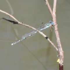 Austrolestes leda at Majura, ACT - 10 Oct 2020