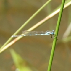 Austrolestes leda (Wandering Ringtail) at Majura, ACT - 10 Oct 2020 by RodDeb