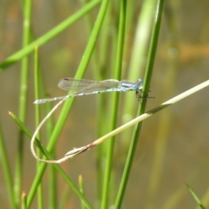 Austrolestes leda at Majura, ACT - 10 Oct 2020