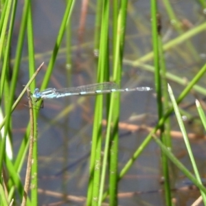 Austrolestes leda at Majura, ACT - 10 Oct 2020