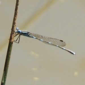 Austrolestes leda at Majura, ACT - 10 Oct 2020